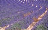 Provence-Dia 16
